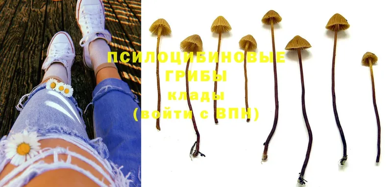 Псилоцибиновые грибы Psilocybe  наркотики  Сафоново 